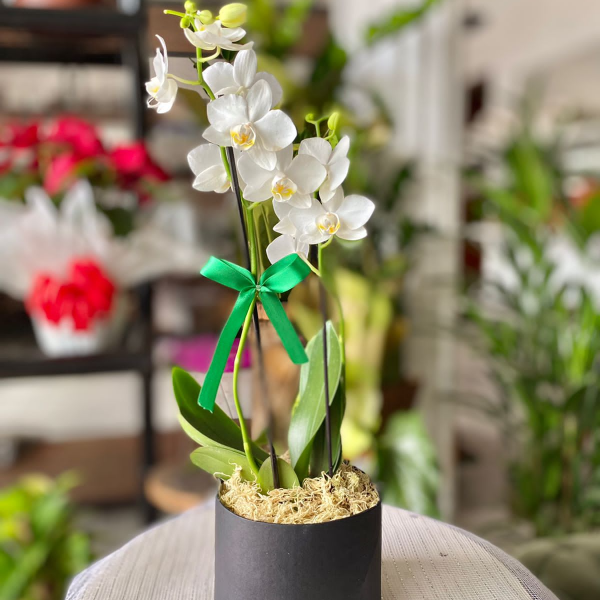 Mini Orqudea Phalaenopsis Branca