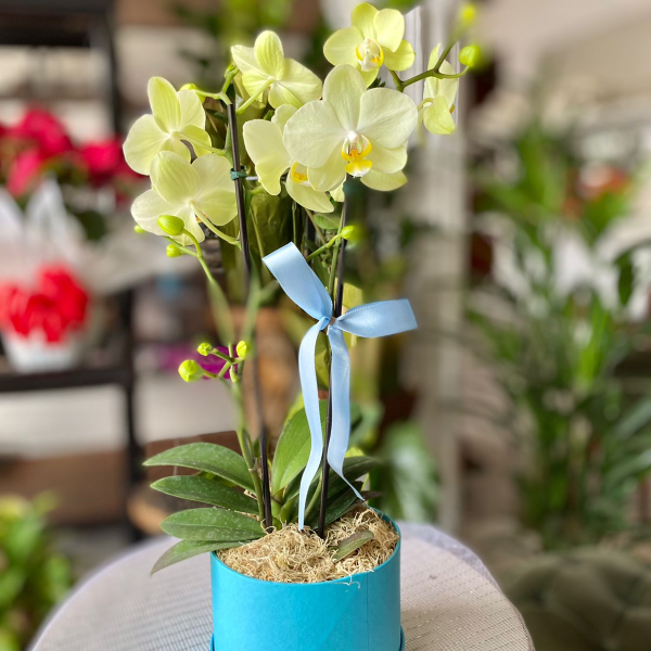 Mini Orqudea Phalaenopsis Amarela